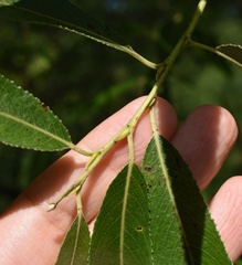 Salix euxina