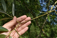 Salix euxina