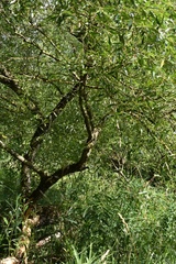 Salix euxina