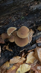 Psathyrella piluliformis