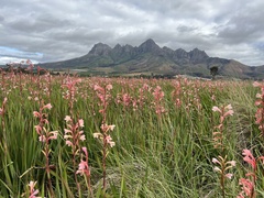 Watsonia meriana