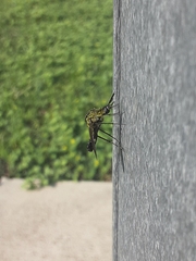 Lepidophora lepidocera