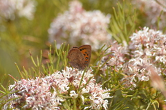 Serruria ascendens