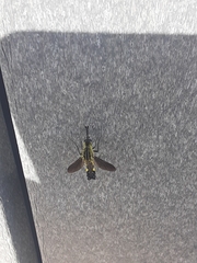 Lepidophora lepidocera