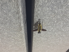 Lepidophora lepidocera