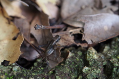 Loxoblemmus arietulus