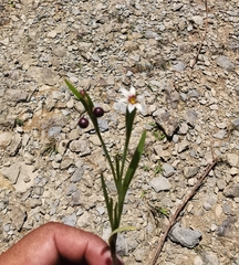 Sisyrinchium
