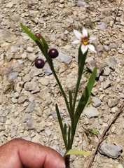 Sisyrinchium