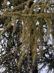 Larix potaninii himalaica