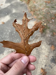 Macrodiplosis qoruca