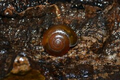 Aegopinella nitidula