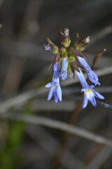 Lobelia comosa