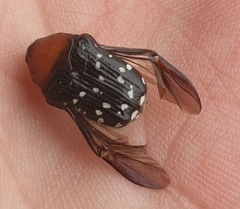 Clinteroides permutans