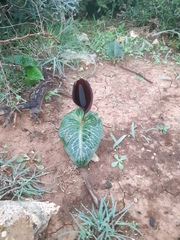 Arum pictum