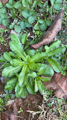 Gamochaeta americana