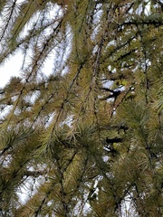 Larix potaninii himalaica