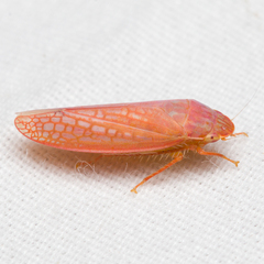 Gyponana gladia