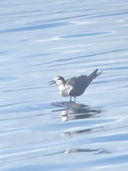 Onychoprion anaethetus