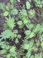 Acaciella angustissima