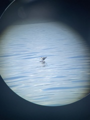 Onychoprion anaethetus