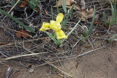 Iris humilis