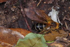 Megacampsomeris prismatica