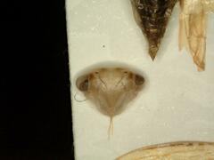 Idiocerus stigmaticalis