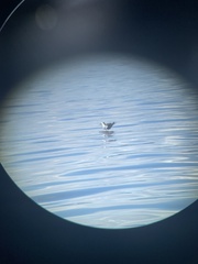 Onychoprion anaethetus