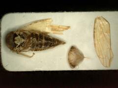 Idiocerus stigmaticalis