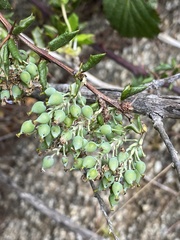 Berberis chilensis