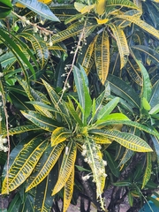 Plumeria obtusa