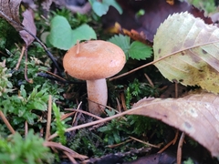 Lactarius salmonicolor