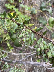 Berberis chilensis