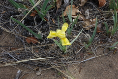 Iris humilis