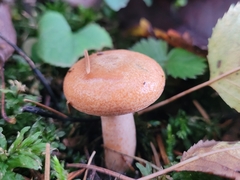 Lactarius salmonicolor
