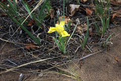 Iris humilis