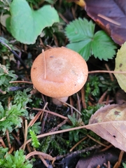 Lactarius salmonicolor