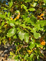 Quercus trojana