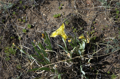 Iris humilis