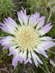 Plectocephalus chilensis