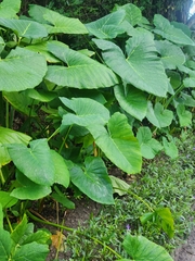 Xanthosoma robustum