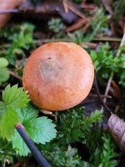 Lactarius salmonicolor