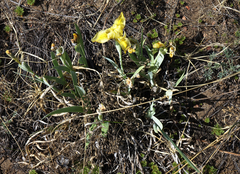 Iris humilis