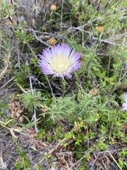 Plectocephalus chilensis