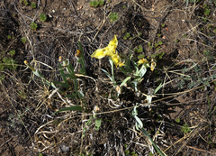 Iris humilis