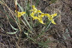 Iris humilis