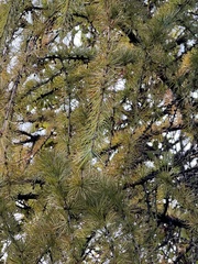 Larix potaninii himalaica