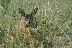 Raphicerus melanotis