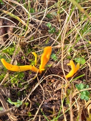 Clavulinopsis helvola