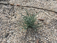 Johnstonella angustifolia